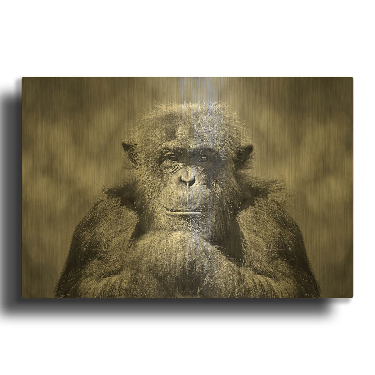 'Chimp' By SD Smart Gold Metal Wall Art
