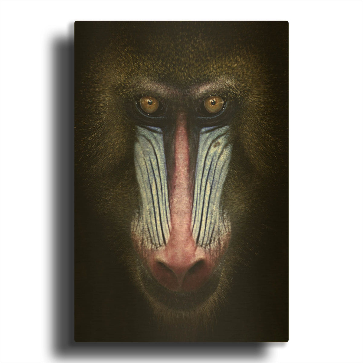 'Mandrill' By SD Smart Gold Metal Wall Art