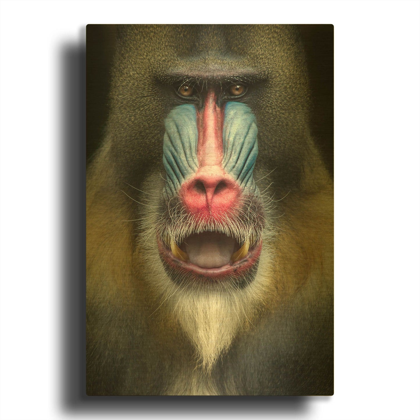 'Mandrill 2' By SD Smart Gold Metal Wall Art