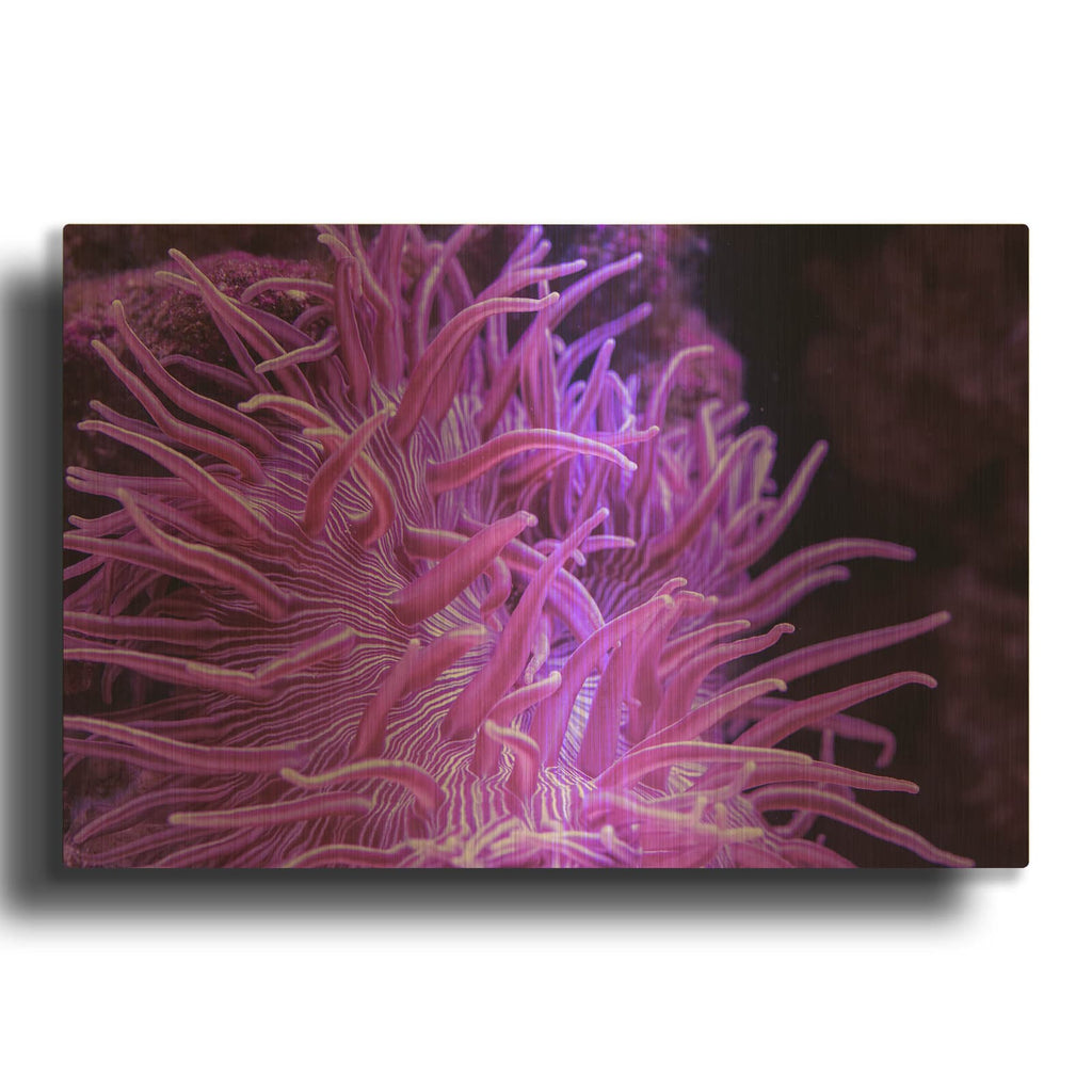 'Striped Long Tentacle Anemone' By Luxe Gold Metal Wall Art