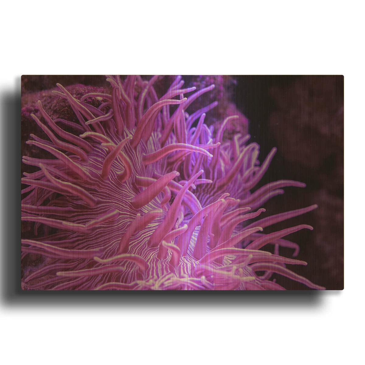 'Striped Long Tentacle Anemone' By Luxe Gold Metal Wall Art