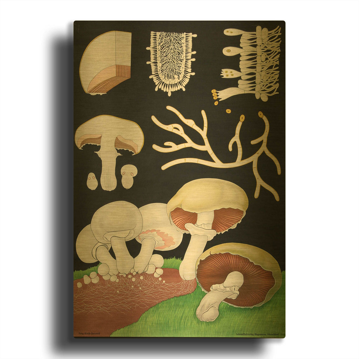 'Mushrooms' By Vintage Posters Gold Metal Wall Art