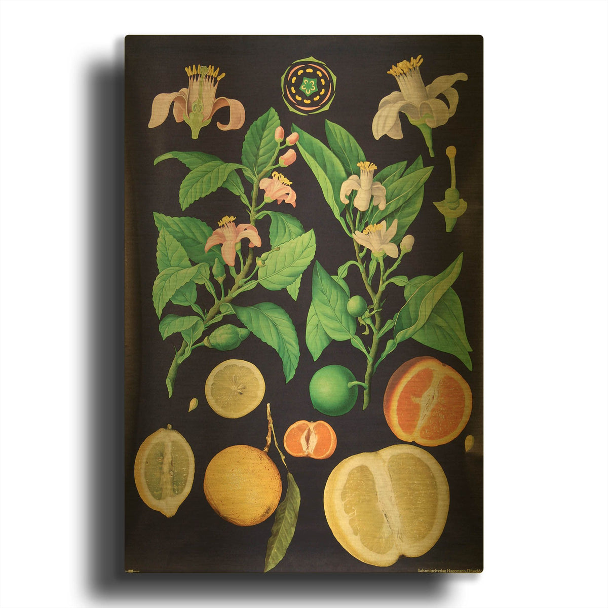 'Citrus' By Vintage Posters Gold Metal Wall Art