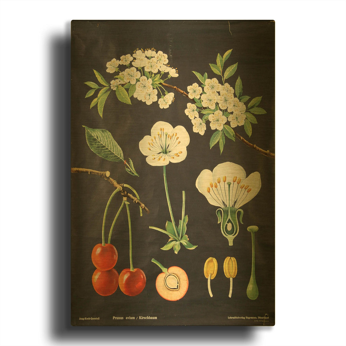'Eat Veggies' By Vintage Posters Gold Metal Wall Art