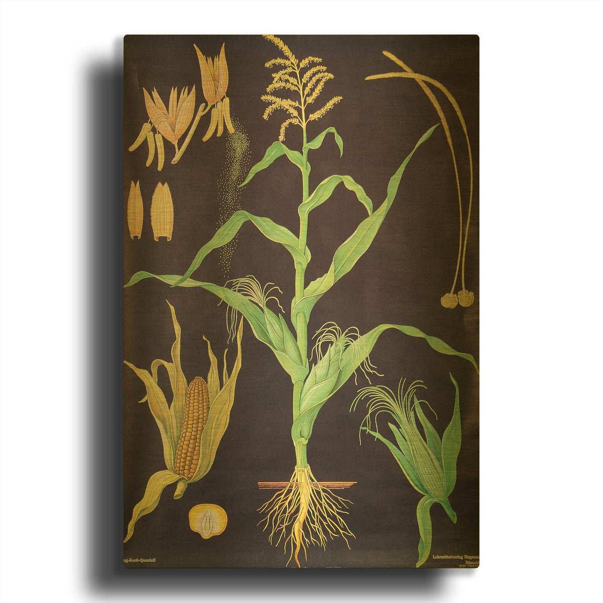 'Gold Corn' By Vintage Posters Gold Metal Wall Art