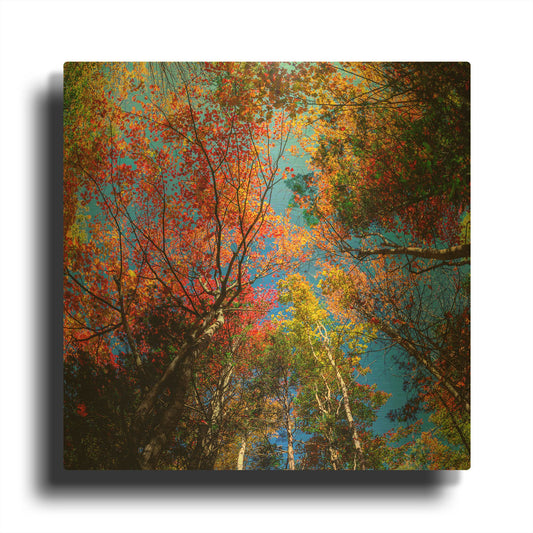 'Colorful Autumn' By Lena Owens Gold Metal Wall Art