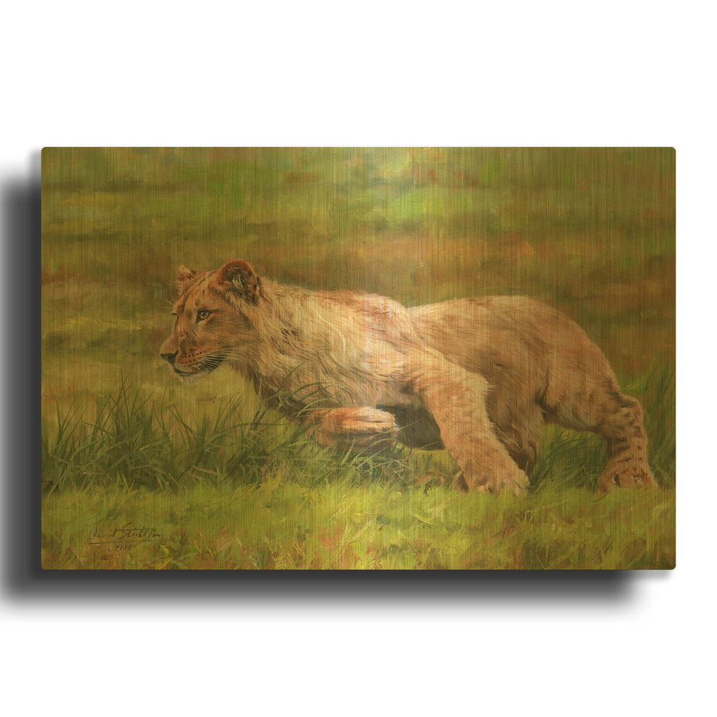'Young Lion Running' By David Stribbling Gold Metal Wall Art