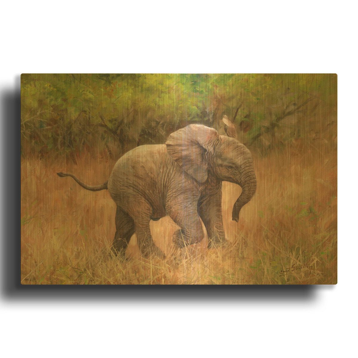 'Baby African Elephant' By David Stribbling Gold Metal Wall Art