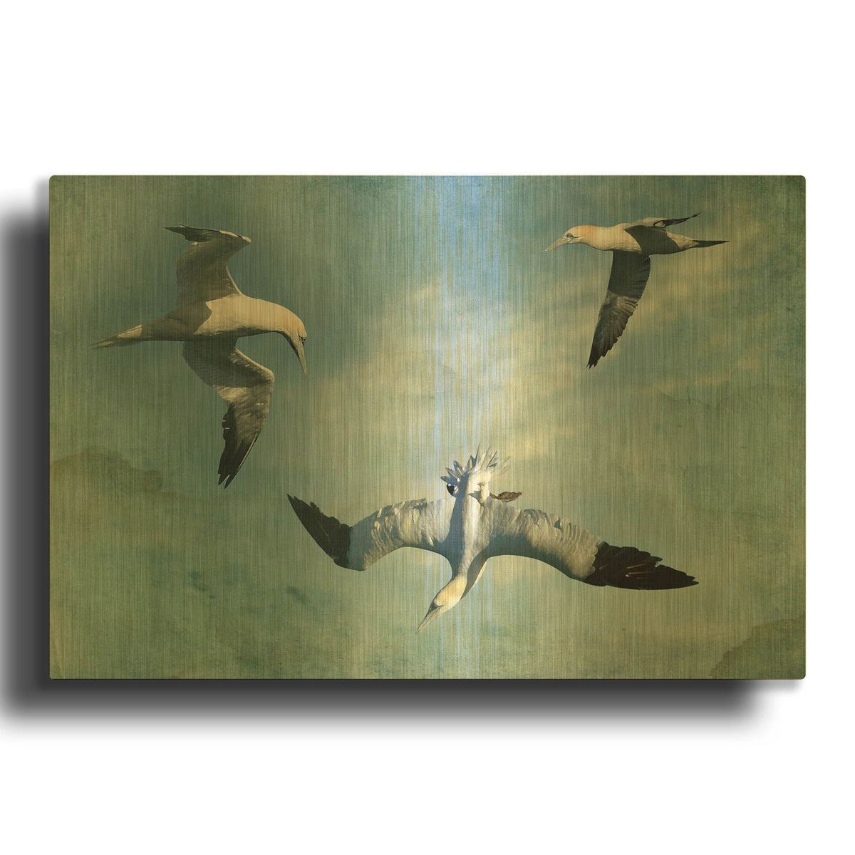 'Gannets Trio' By Carlos Casamayor Gold Metal Wall Art