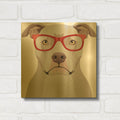 'Pitbull Wearing Hipster Glasses' By Furbaby Affiliates Gold Metal Wall Art