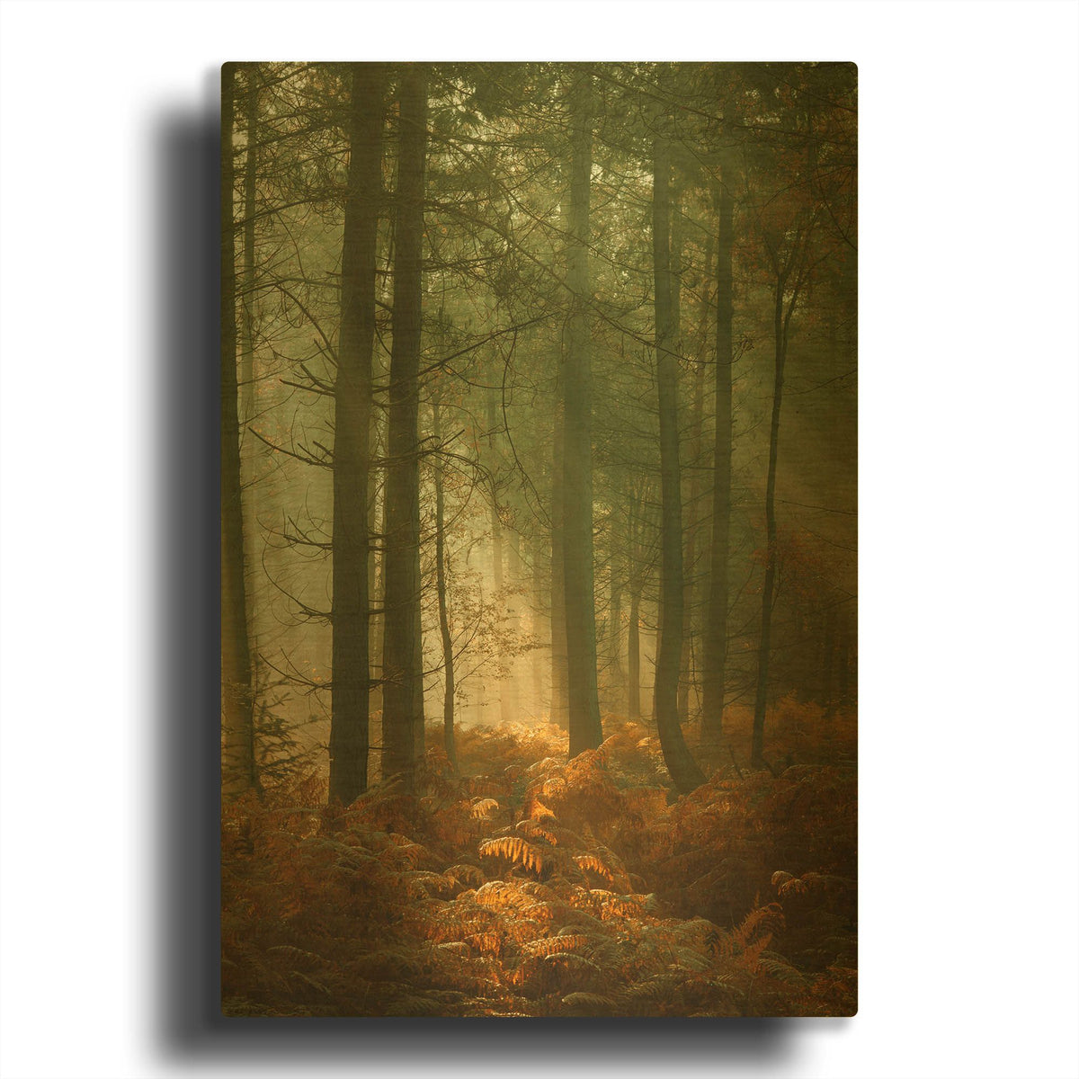 'Wyre Forest 3' By Ian Winstanley Gold Metal Wall Art