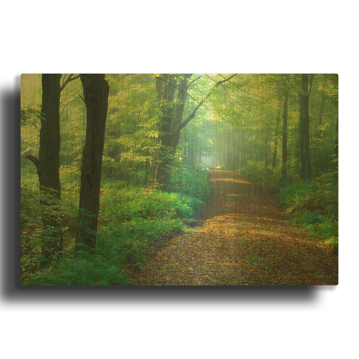 'First Light' By Patrick Zephyr Gold Metal Wall Art