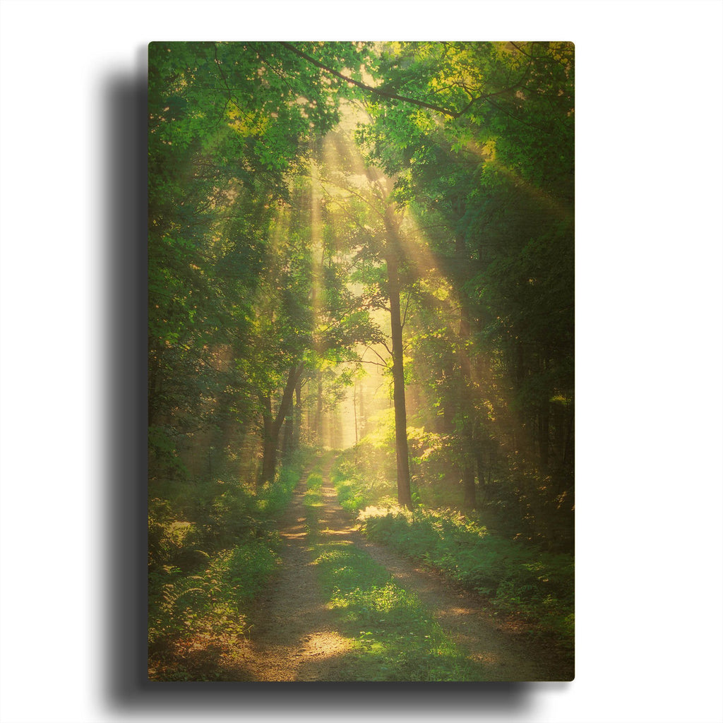 'Forest Sunshine' By Patrick Zephyr Gold Metal Wall Art