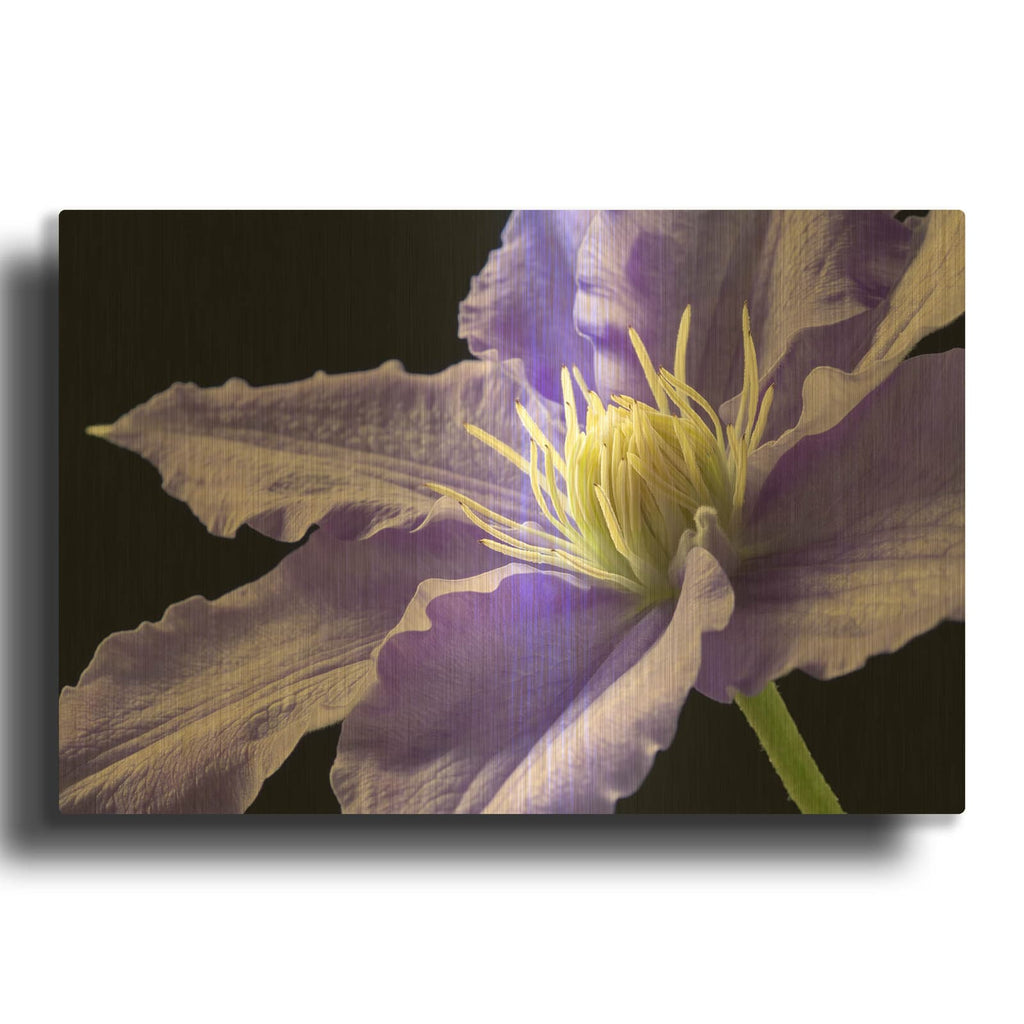 'Purple Clematis' By Amalia Elena Veralli Gold Metal Wall Art