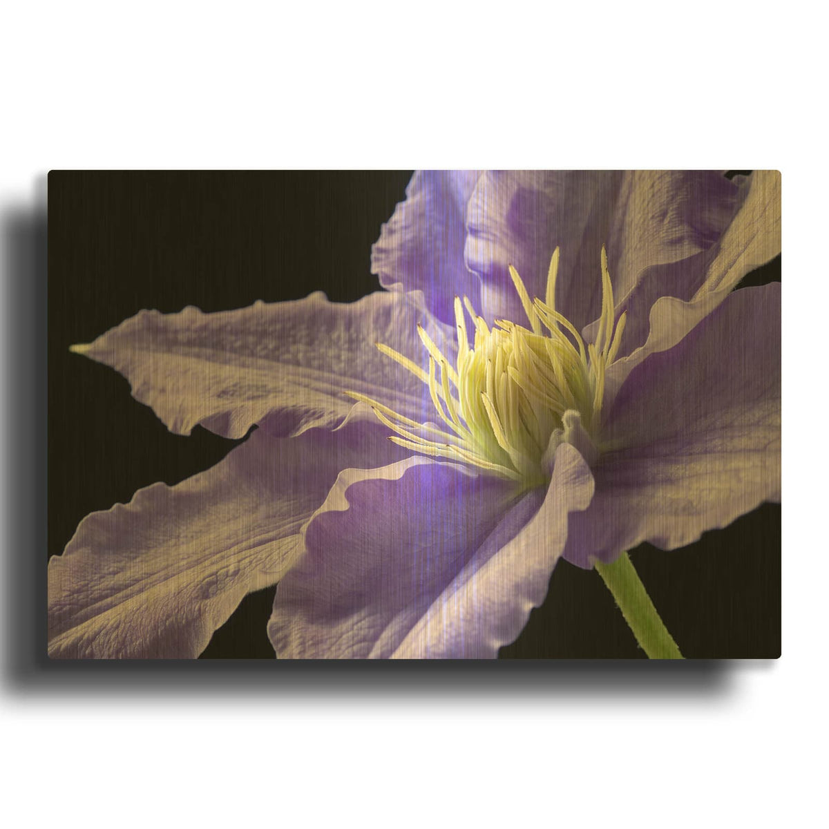 'Purple Clematis' By Amalia Elena Veralli Gold Metal Wall Art