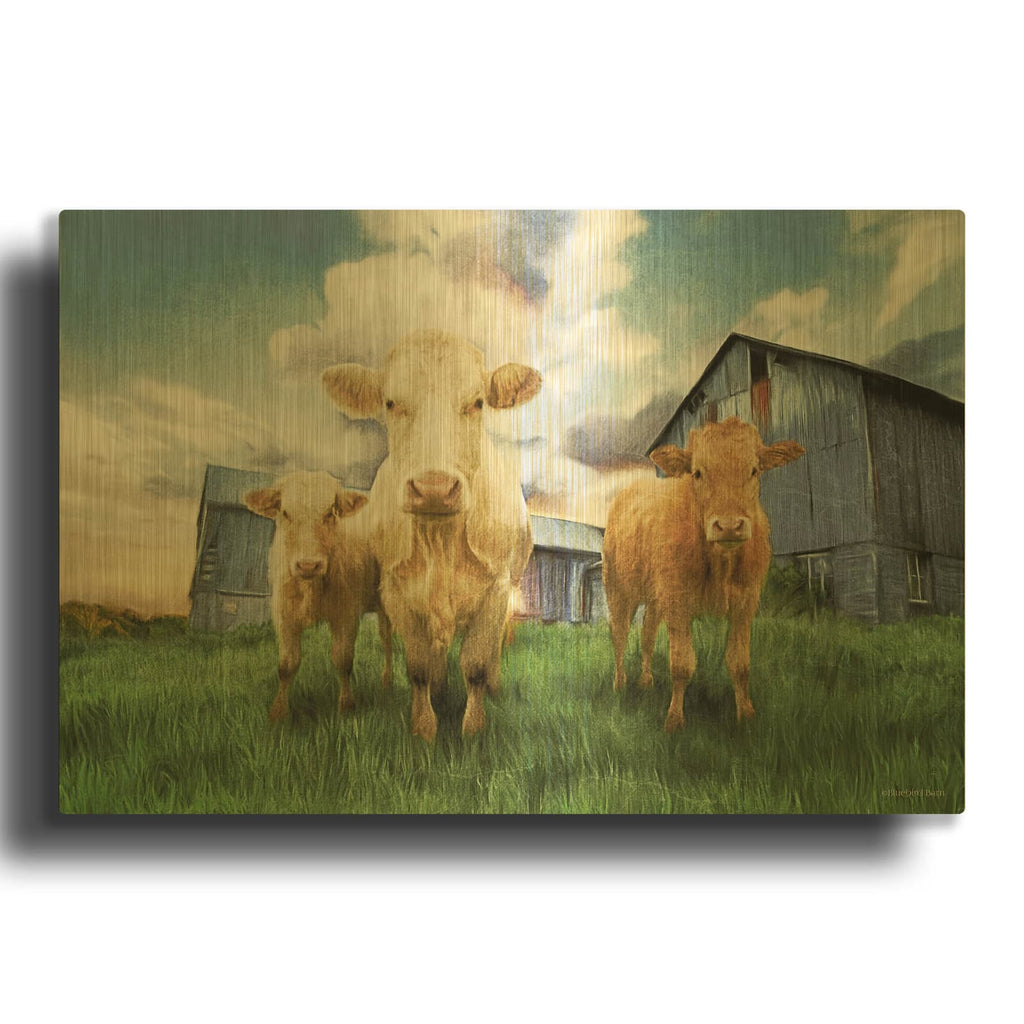 'Three Curious Calves' By Bluebird Barn Gold Metal Wall Art