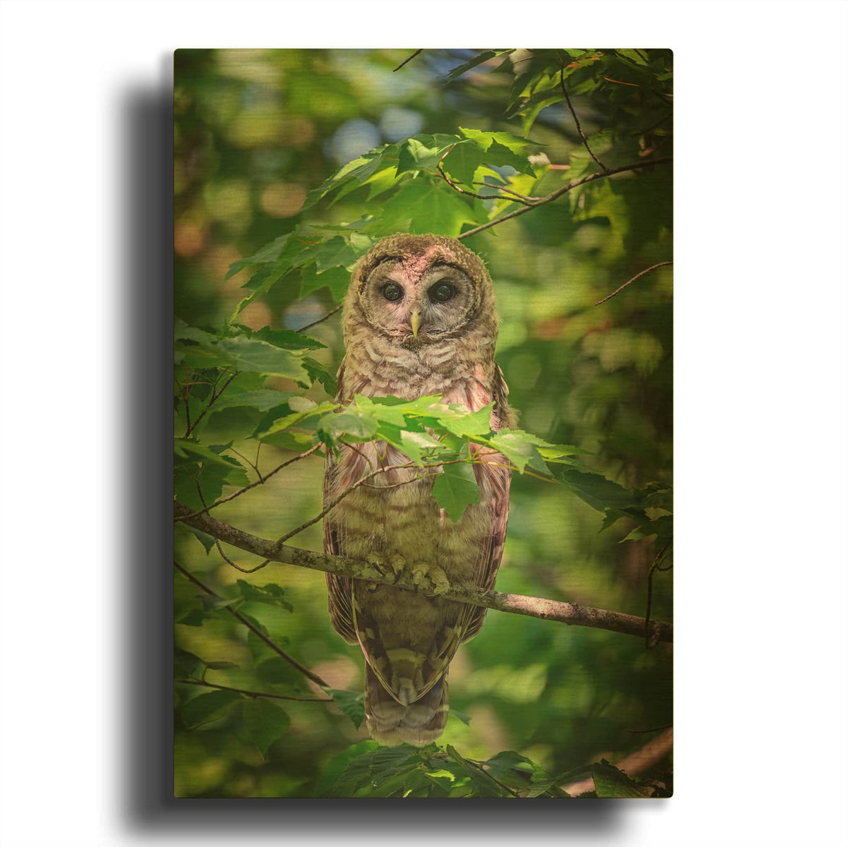 'Juvenile Barred Owl' By Rick Berk Gold Metal Wall Art