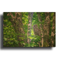 'Barred Owl In Acadia' By Rick Berk Gold Metal Wall Art