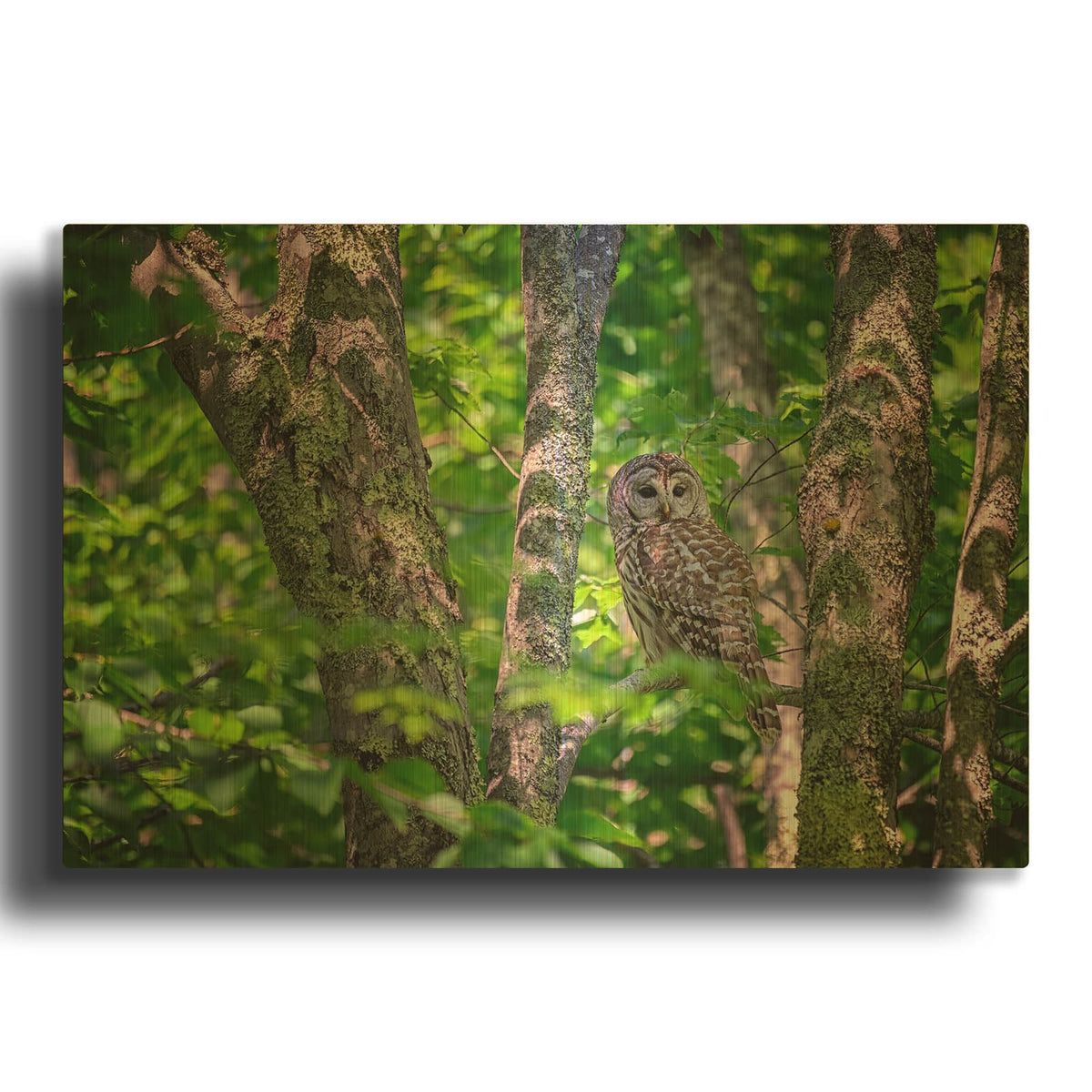 'Barred Owl In Acadia' By Rick Berk Gold Metal Wall Art