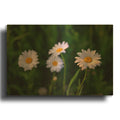 'Leucanthemum' By Rick Berk Gold Metal Wall Art