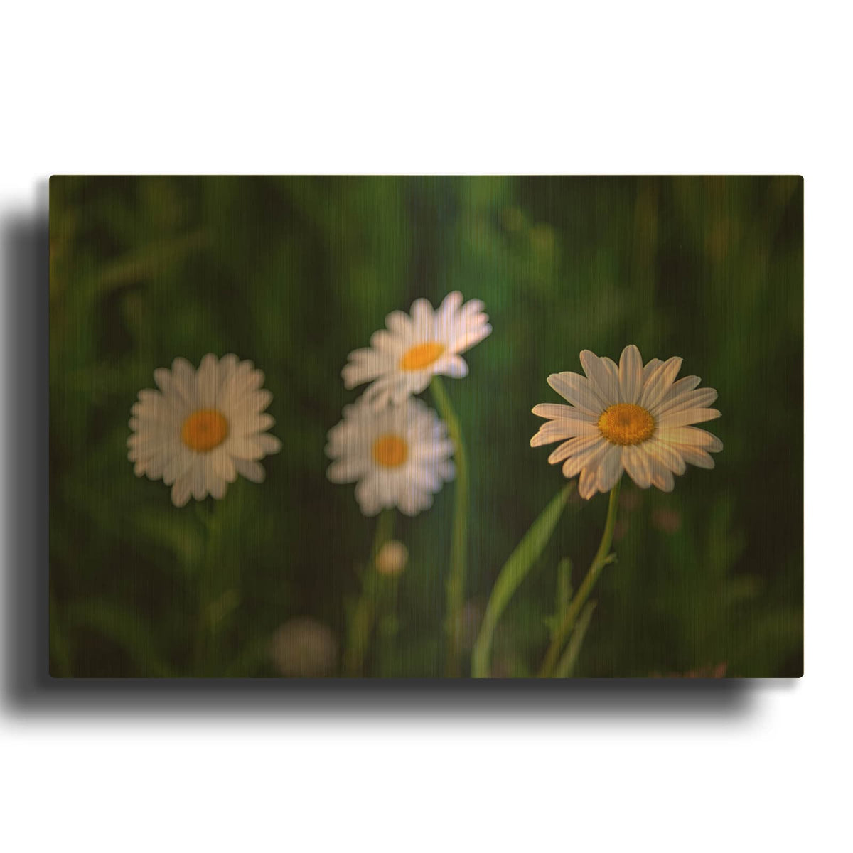 'Leucanthemum' By Rick Berk Gold Metal Wall Art