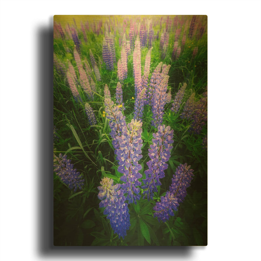 'Lupines' By Rick Berk Gold Metal Wall Art