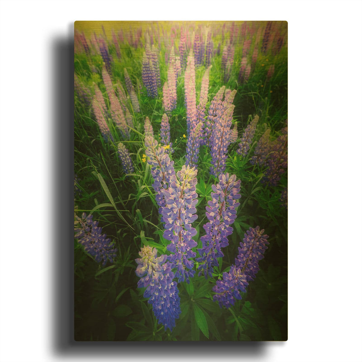 'Lupines' By Rick Berk Gold Metal Wall Art