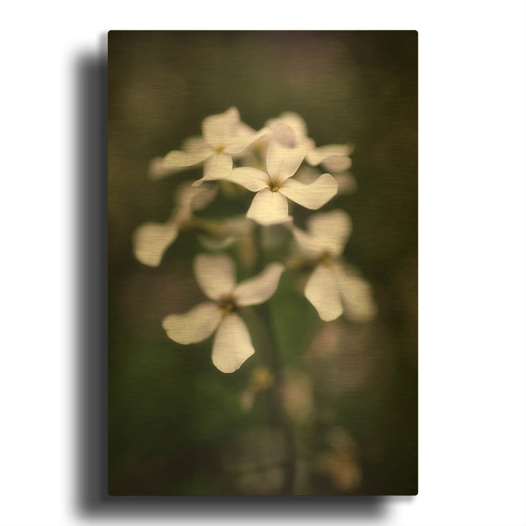 'Dames Rocket' By Rick Berk Gold Metal Wall Art