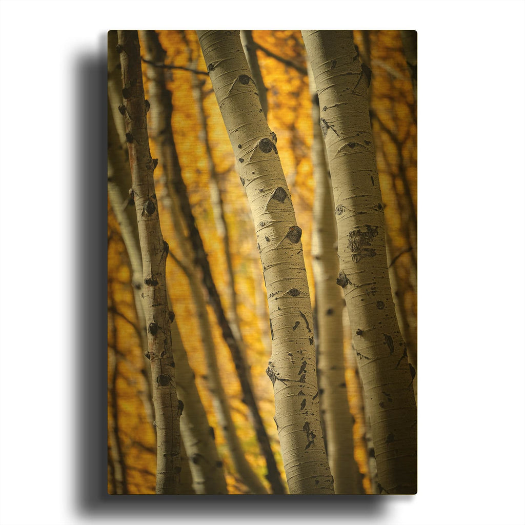 'Aspenglow II' By Rick Berk Gold Metal Wall Art