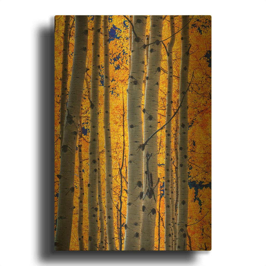 'Aspenglow Iv' By Rick Berk Gold Metal Wall Art