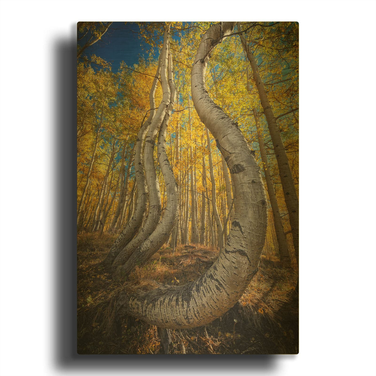 'Dance Of The Aspens Iii' By Rick Berk Gold Metal Wall Art