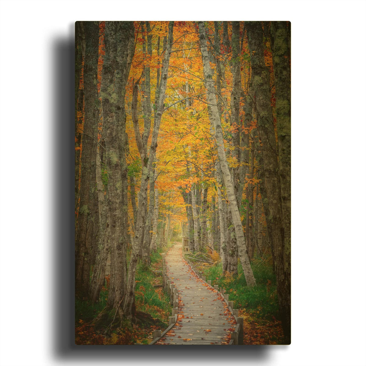 'Jesup Path Ii' By Rick Berk Gold Metal Wall Art