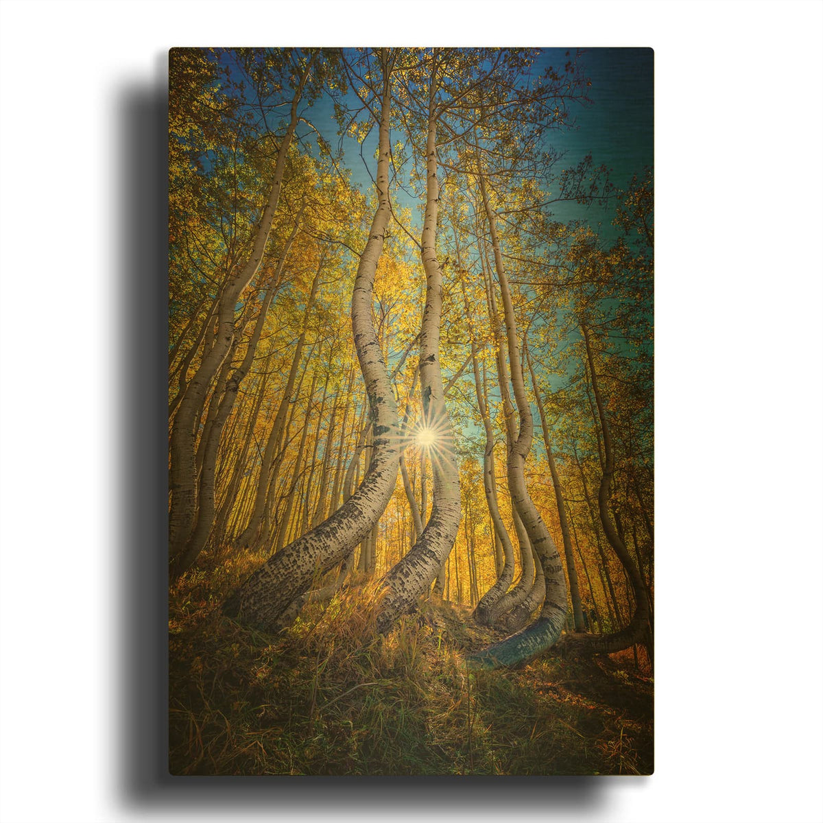 'Dance Of The Aspens Ii' By Rick Berk Gold Metal Wall Art