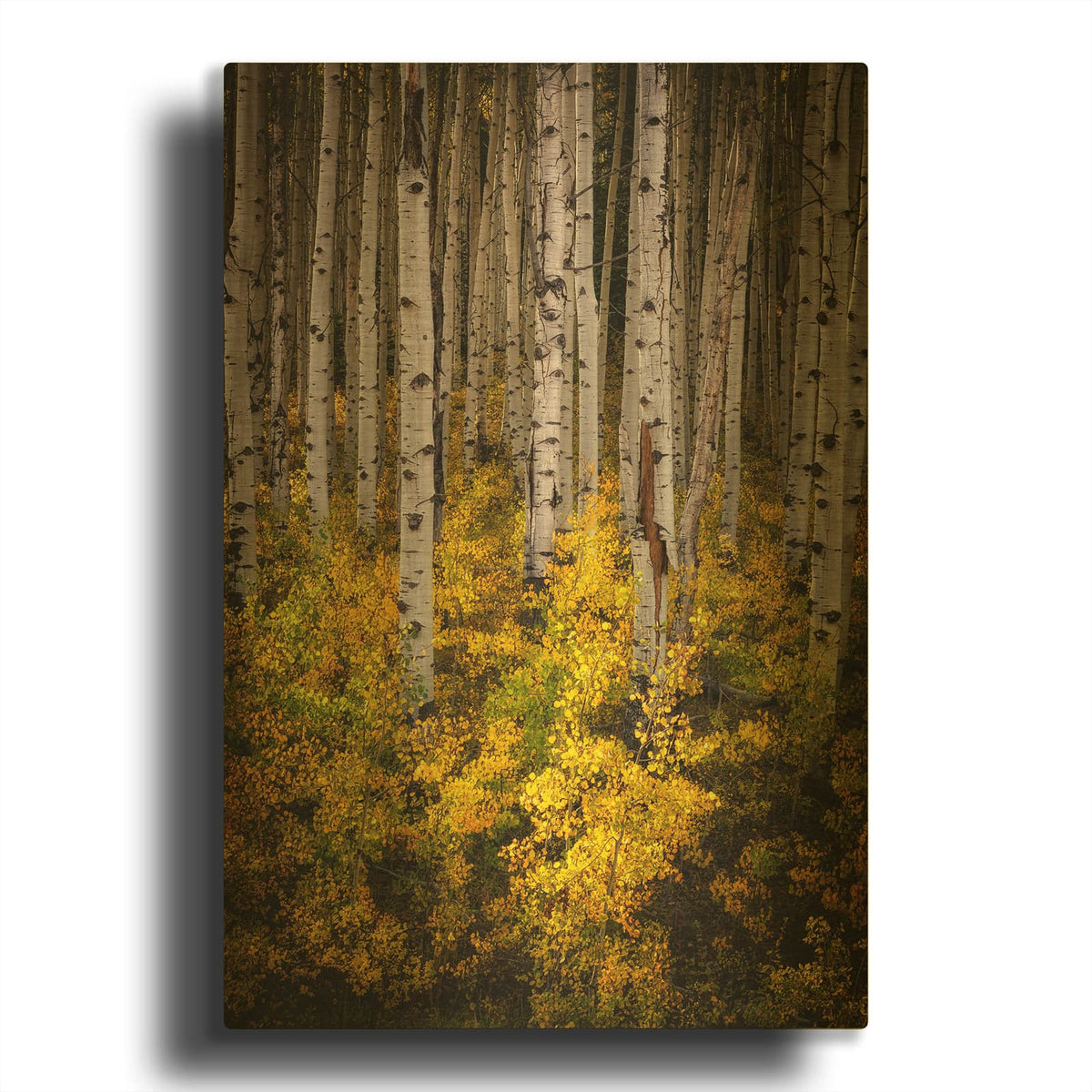 'Aspenglow' By Rick Berk Gold Metal Wall Art