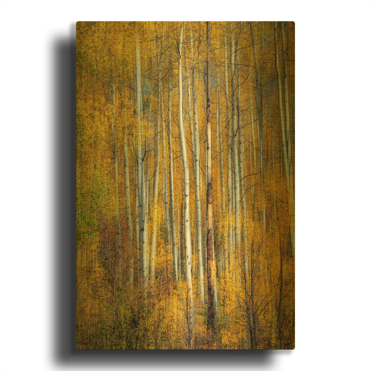'Aspenglow Vi' By Rick Berk Gold Metal Wall Art