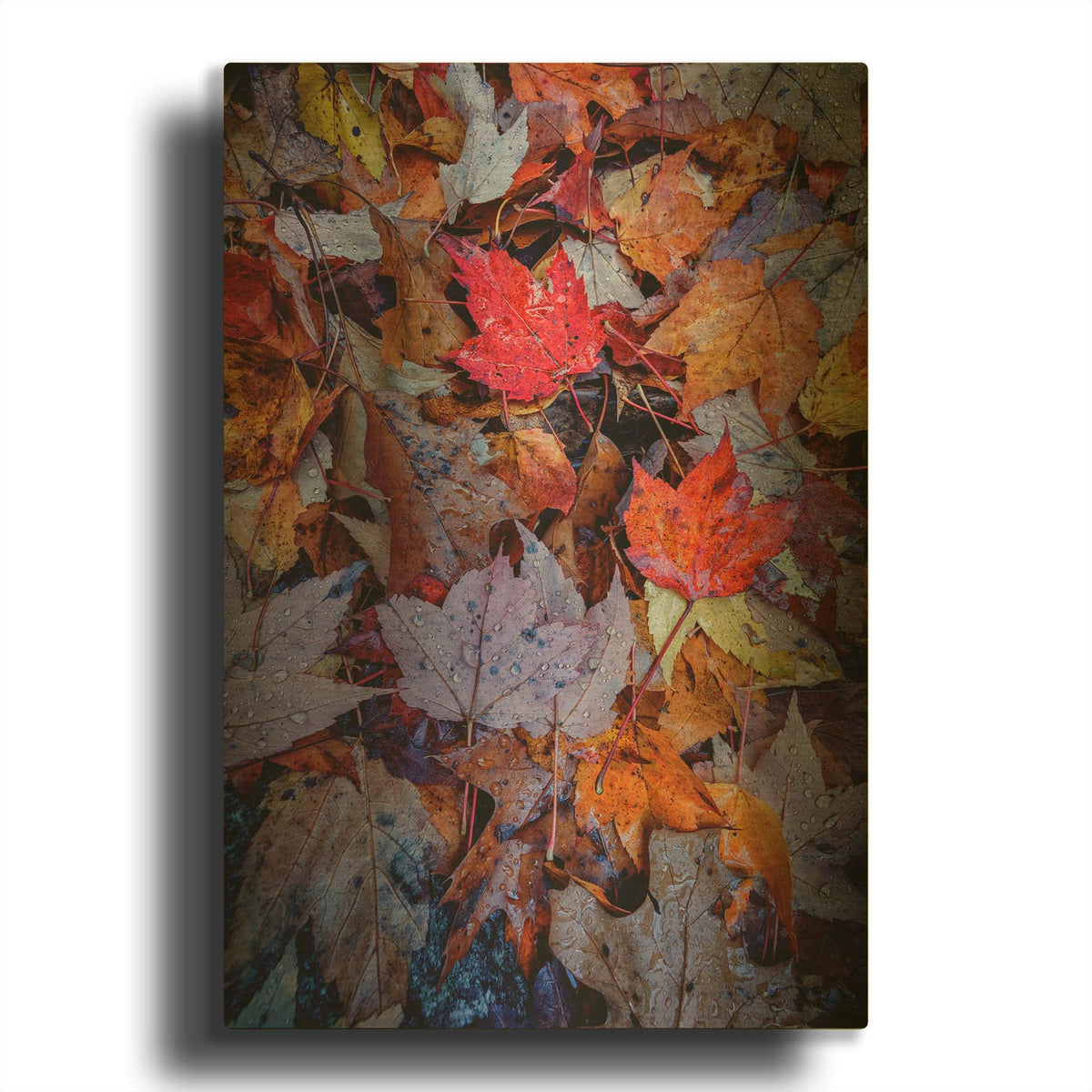 'Wet Leaves' By Rick Berk Gold Metal Wall Art