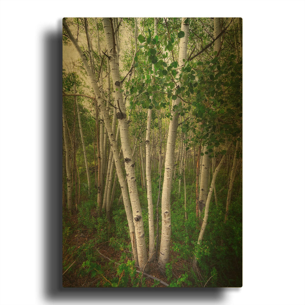 'Aspens' By Rick Berk Gold Metal Wall Art