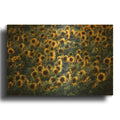 'Aroostook Sunflowers' By Rick Berk Gold Metal Wall Art