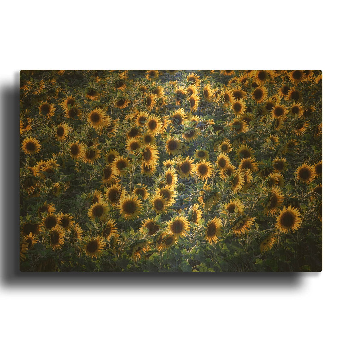 'Aroostook Sunflowers' By Rick Berk Gold Metal Wall Art