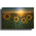 'Aroostook Sunset' By Rick Berk Gold Metal Wall Art