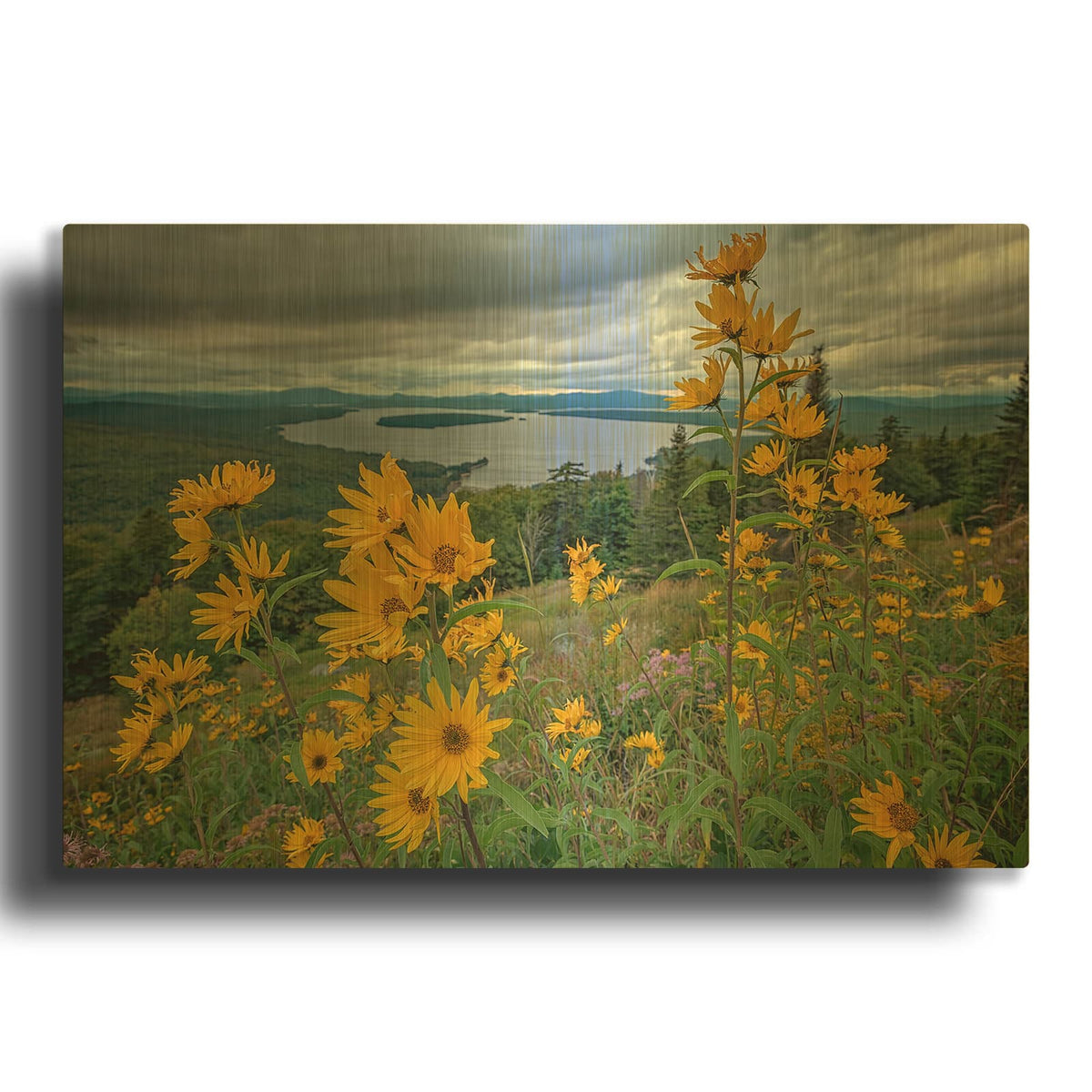 'Sunchokes At Height Of Land' By Rick Berk Gold Metal Wall Art