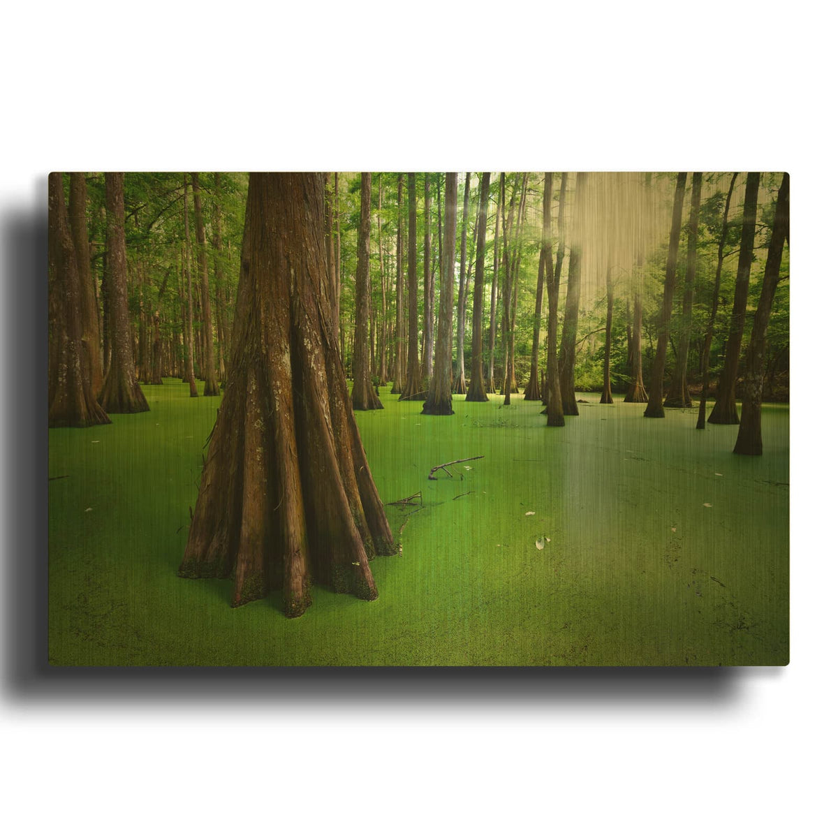 'Cypresses On Chicot Lake' By Rick Berk Gold Metal Wall Art