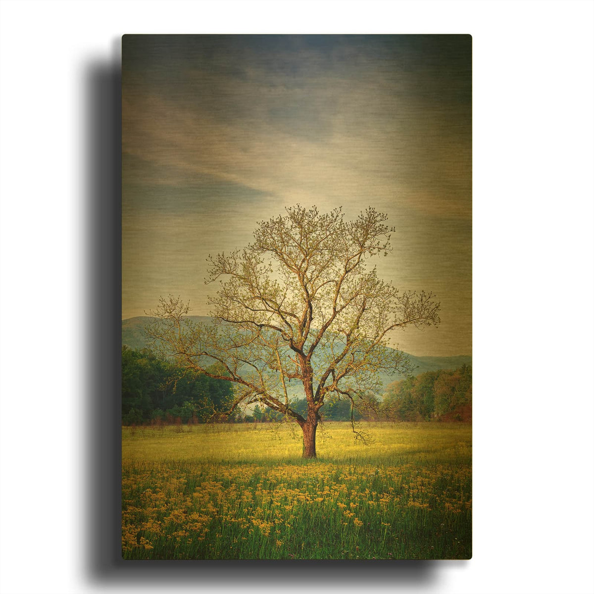 'Spring Glow In Cades Cove' By Rick Berk Gold Metal Wall Art