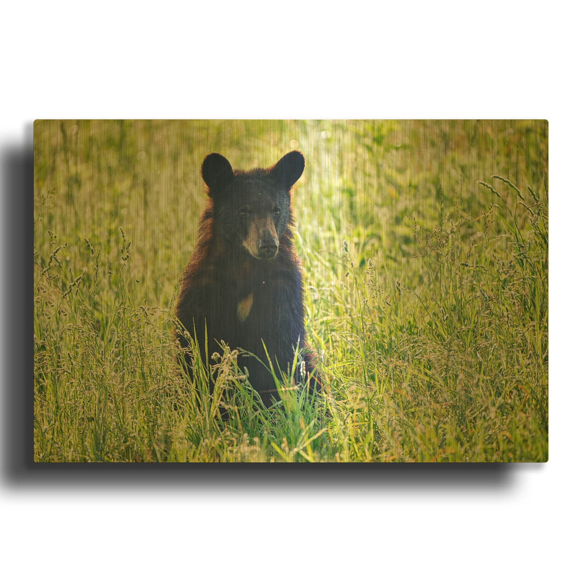 'Black Bear Cub In The Sun' By Rick Berk Gold Metal Wall Art