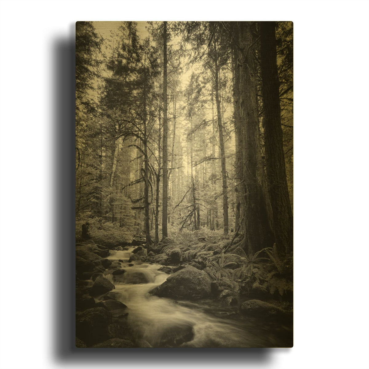 'Woodland Cascades B&w' By Rick Berk Gold Metal Wall Art