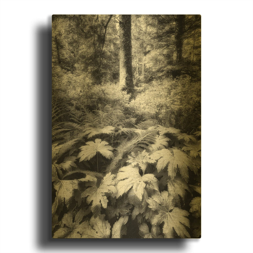 'The Old Growth Forest' By Rick Berk Gold Metal Wall Art