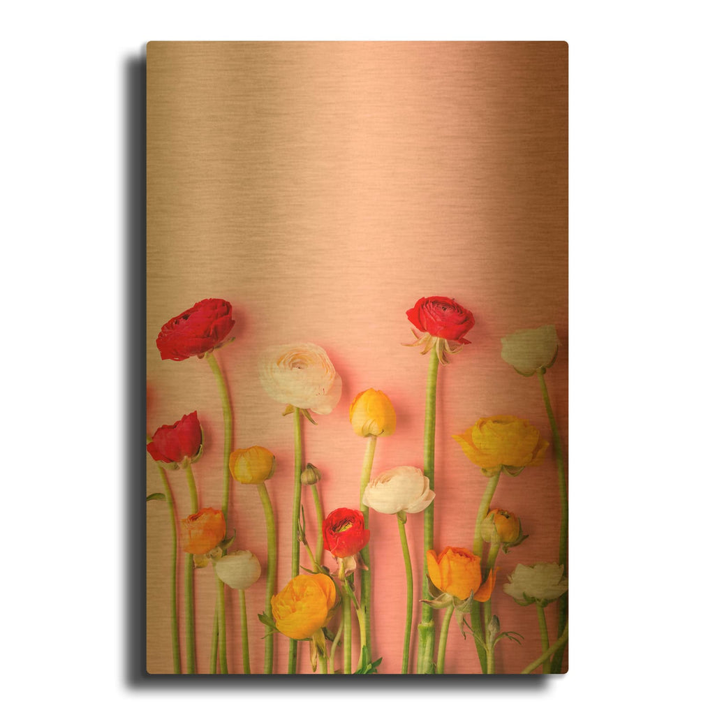 'Vibrant Ranunculus' By Incado Gold Metal Wall Art
