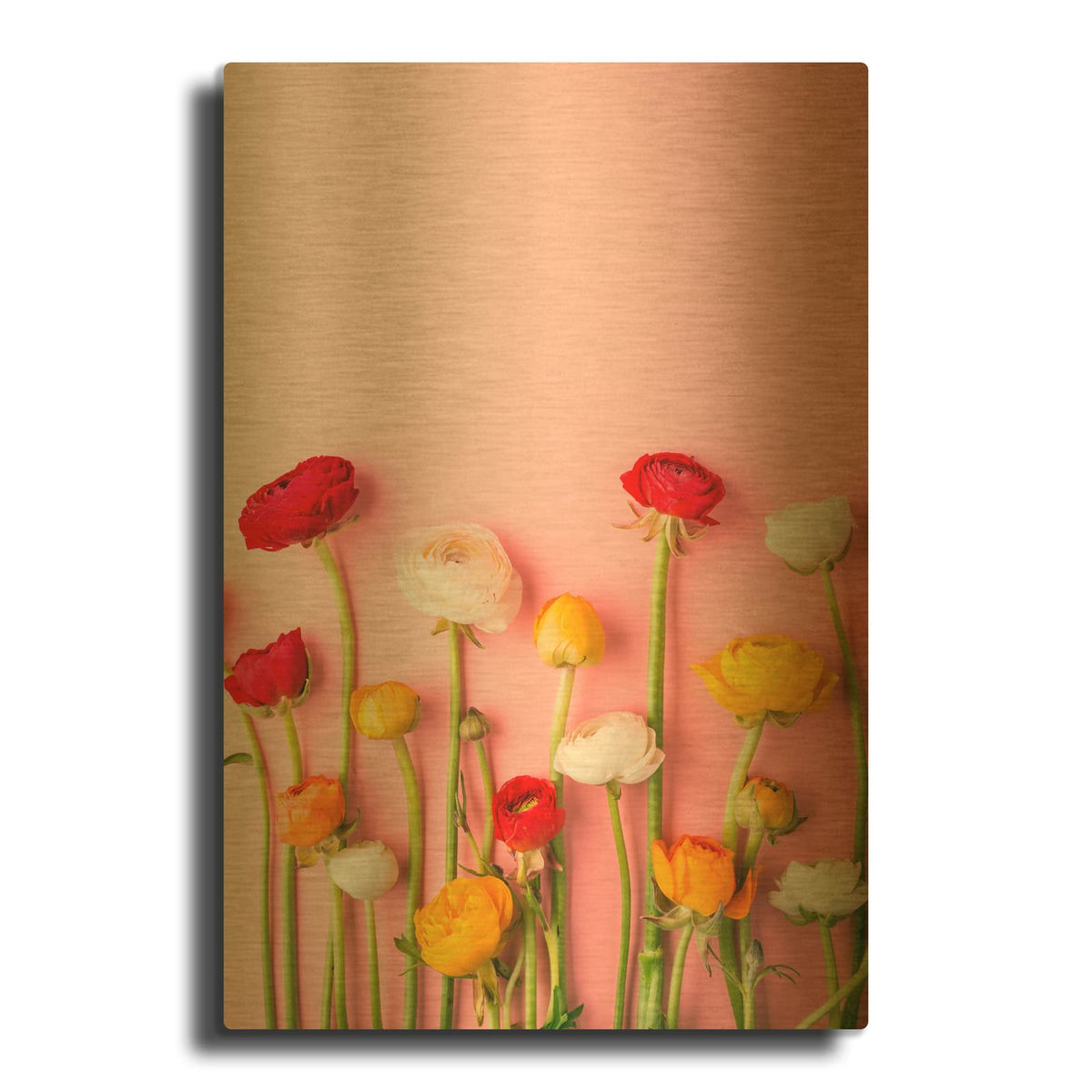 'Vibrant Ranunculus' By Incado Gold Metal Wall Art