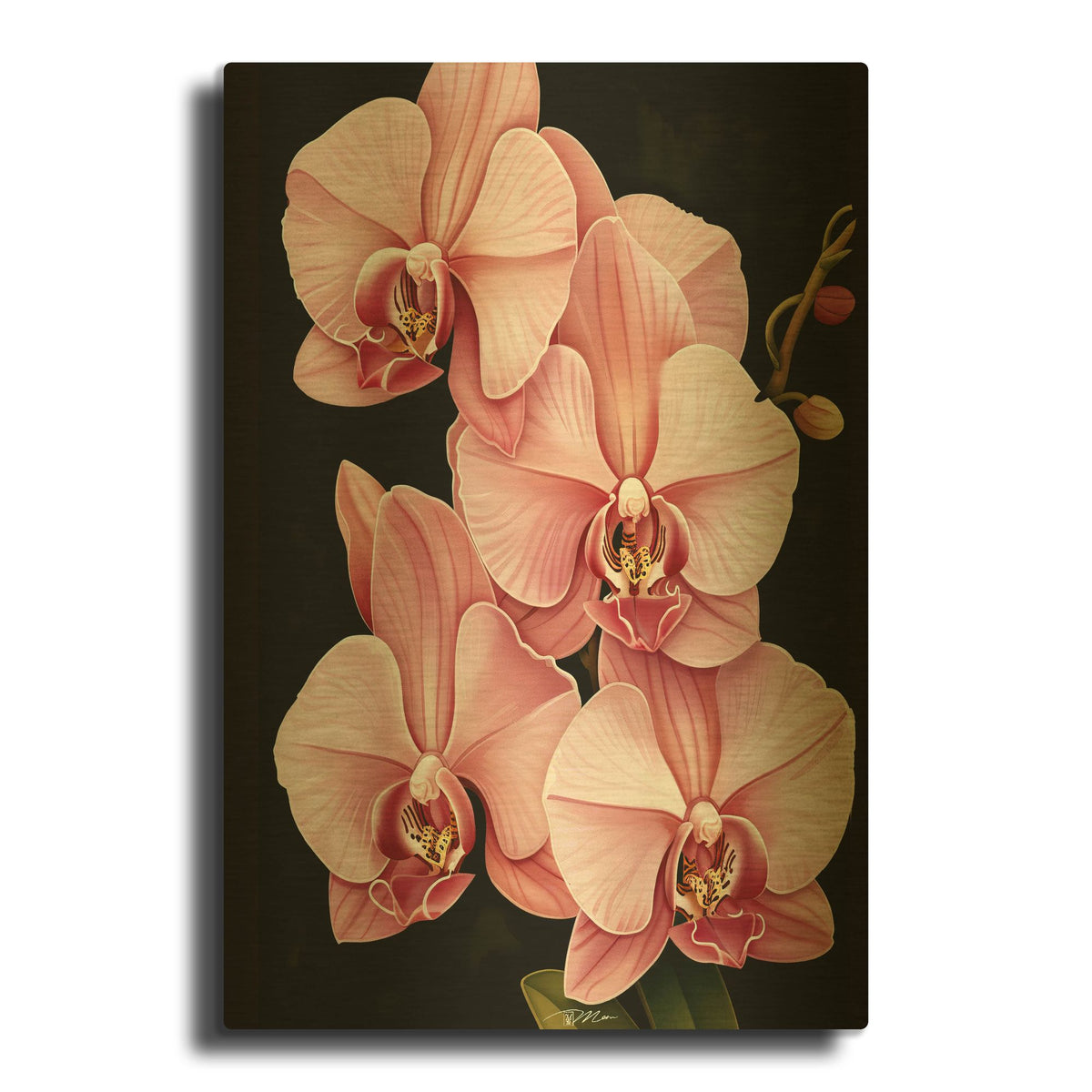 'Pink Orchids On A Black Background' By Momart Gold Metal Wall Art