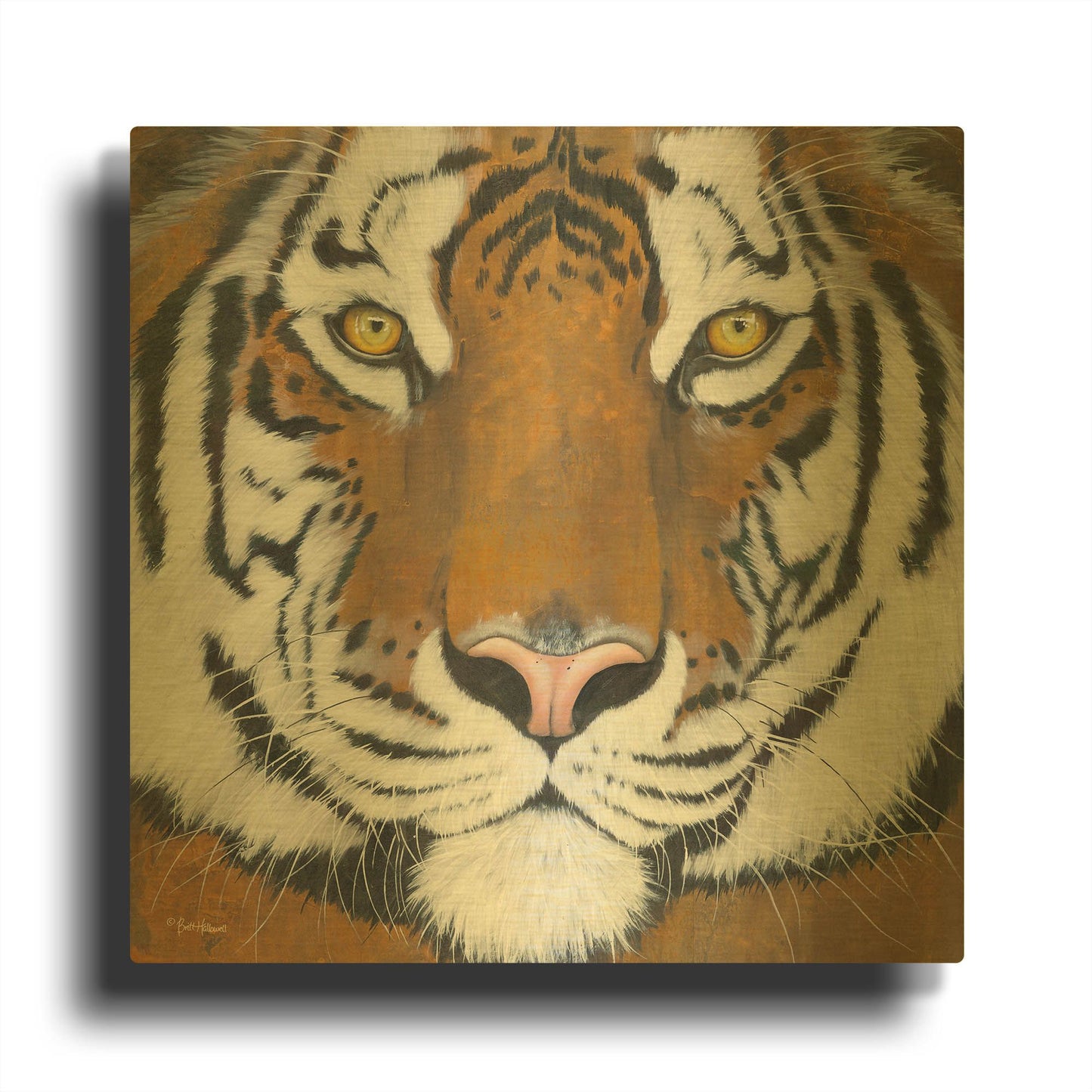 'Tiger Gaze' By Britt Hallowell Gold Metal Wall Art